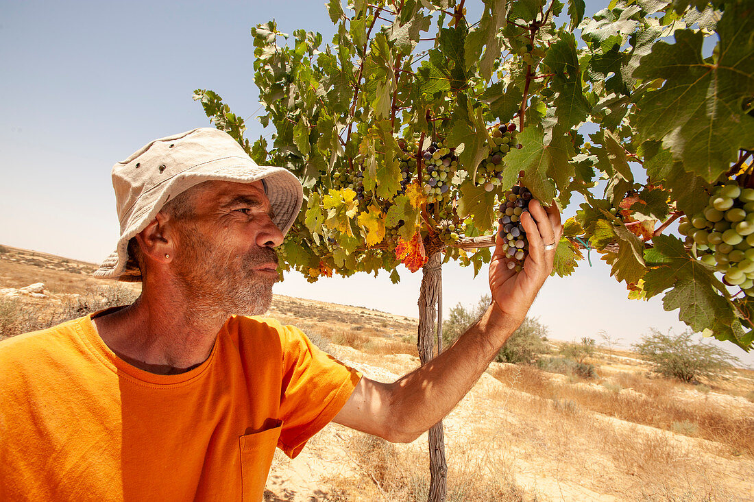 Vineyard, Israel