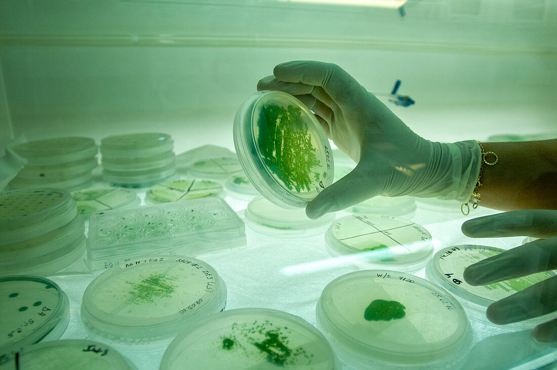 Desert research centre, Israel