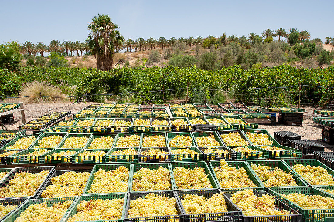 Grape farming, Israel