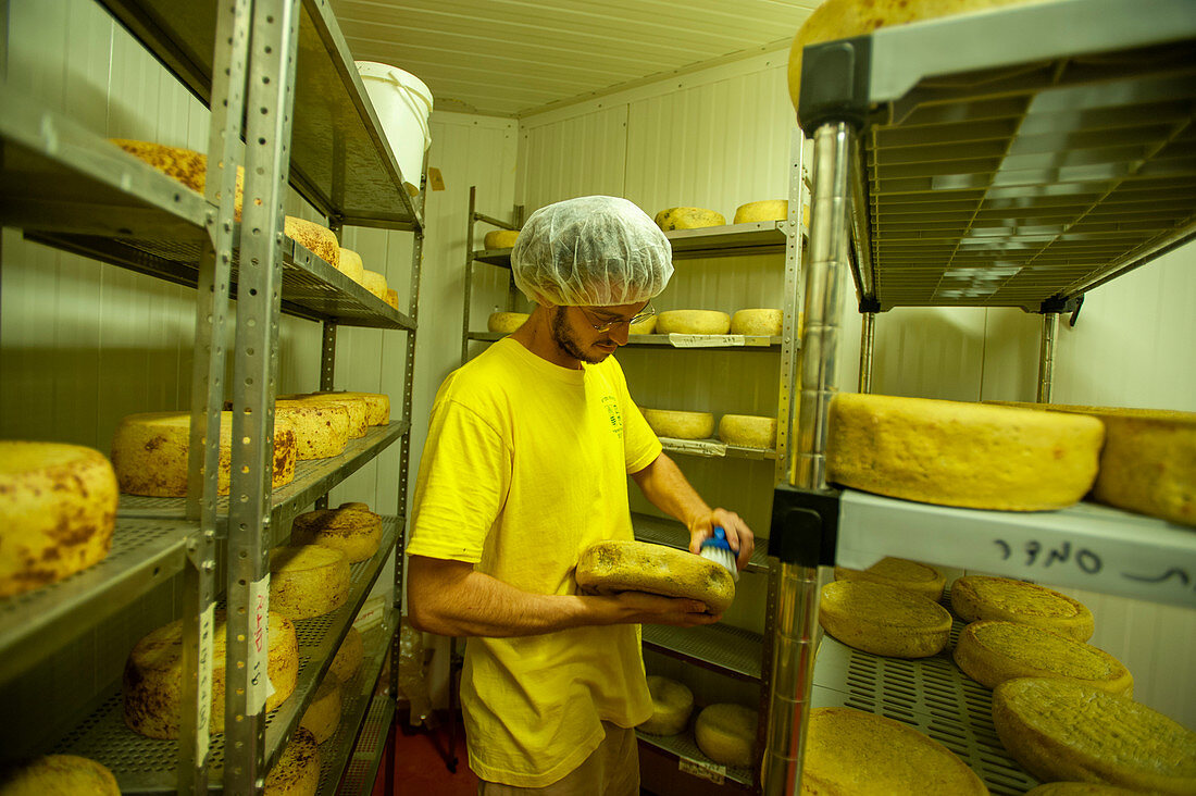 Cheese making, Israel
