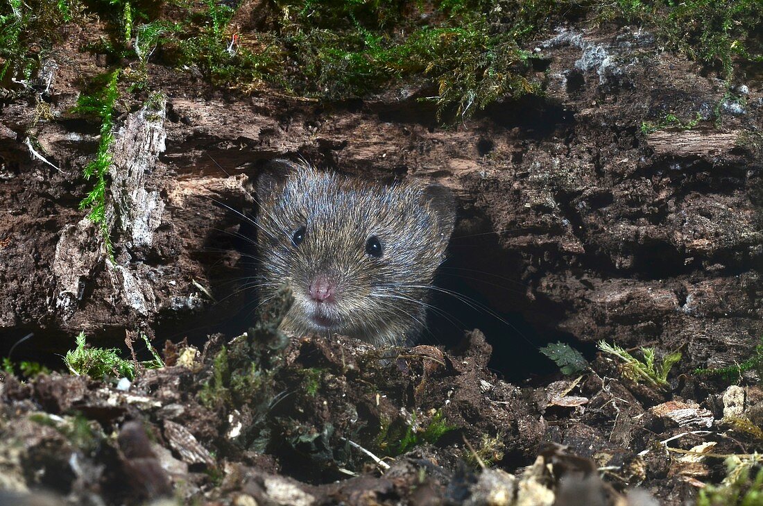 Bank vole