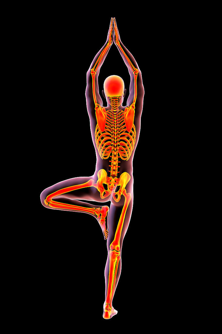Yoga tree pose, illustration
