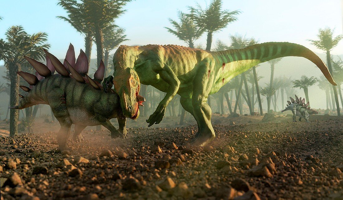 Alosaurus attacking stegosaurus