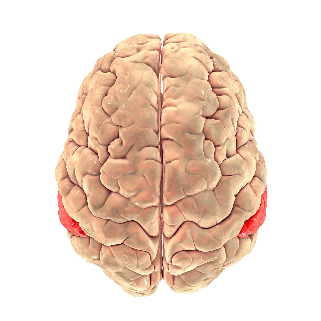 Brain with highlighted supramarginal gyrus, illustration