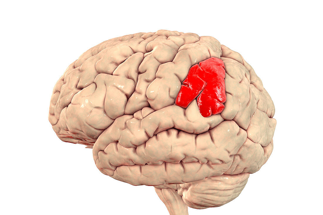 Brain with highlighted supramarginal gyrus, illustration