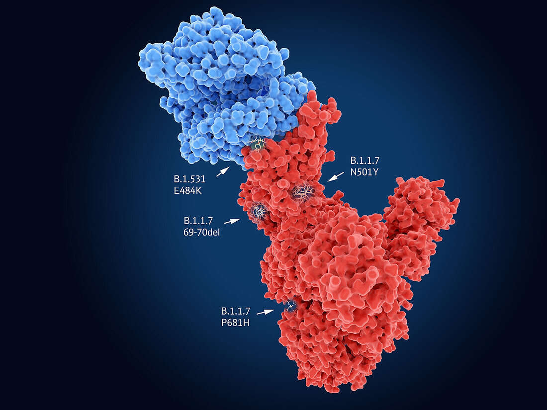 SARS-CoV-2 virus spike protein mutations, illustration