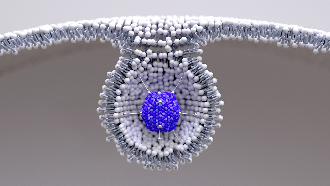 Adenovirus entering a cell, illustration