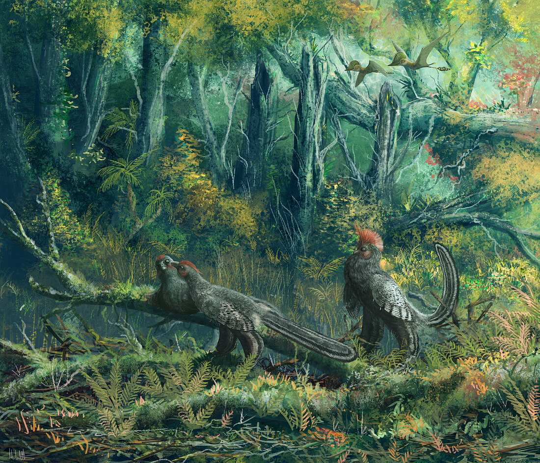 Anchiornis dinosaurs, illlustration