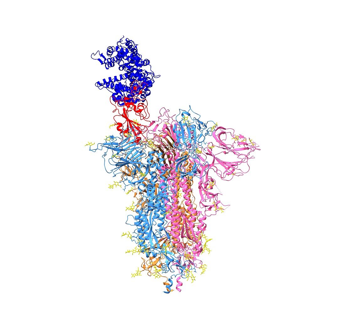 SARS-CoV-2 spike protein and receptor, computer model
