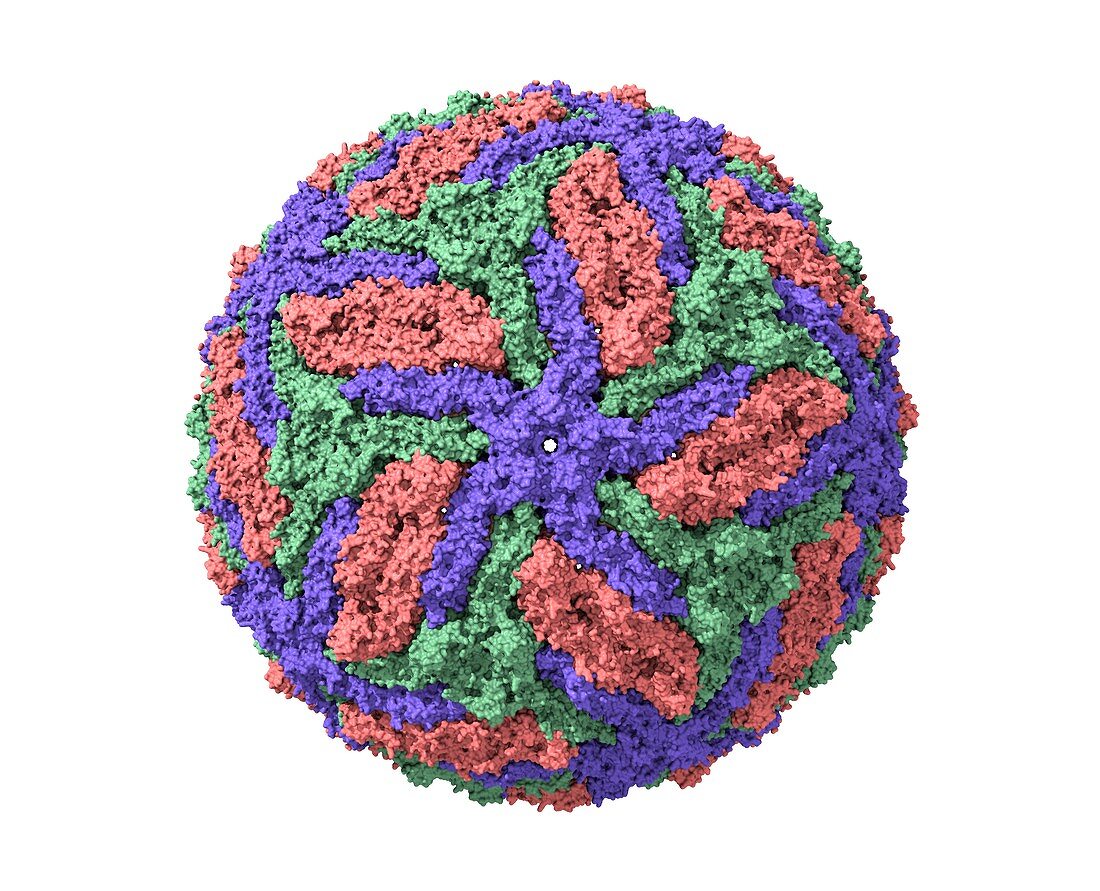 Dengue virus, computer model