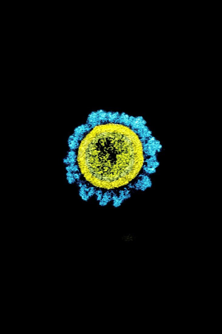 B.1.1.7 variant Covid-19 coronavirus particle, TEM