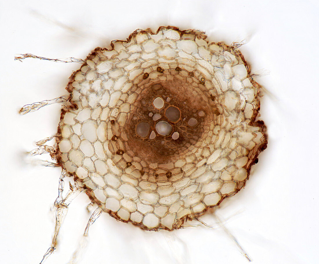 Calendula root, light micrograph