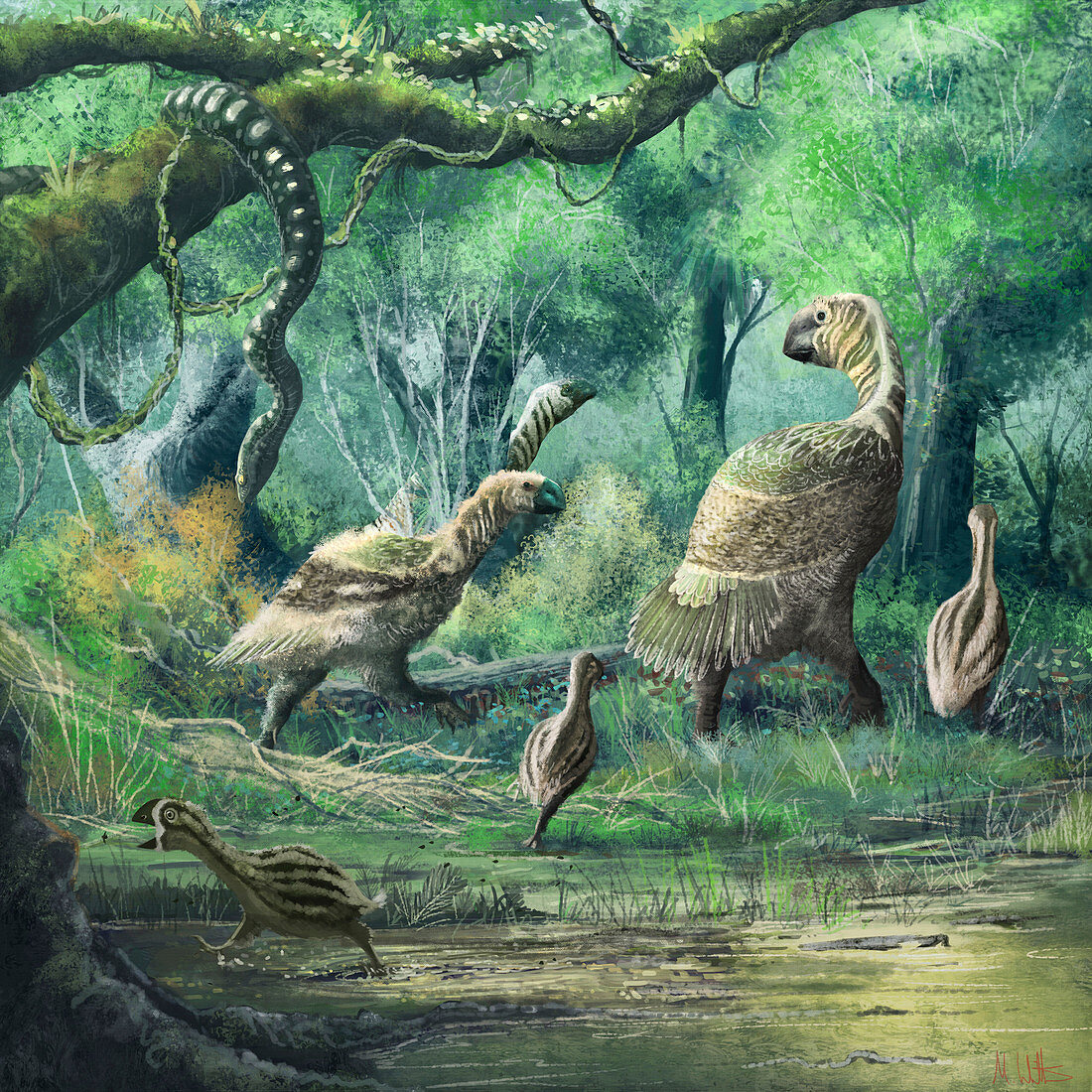 Gastornis birds, illustration