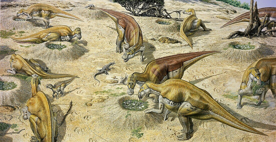 Maiasaura dinosaur nesting colony, illustration