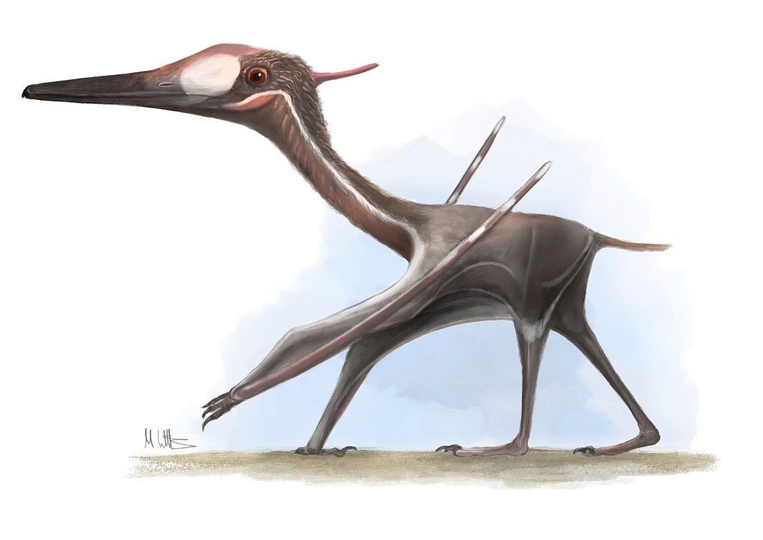 Pterodactylus flying reptile, illustration
