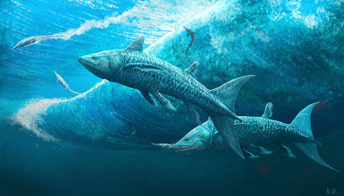 Rebellatrix prehistoric fish, illustration