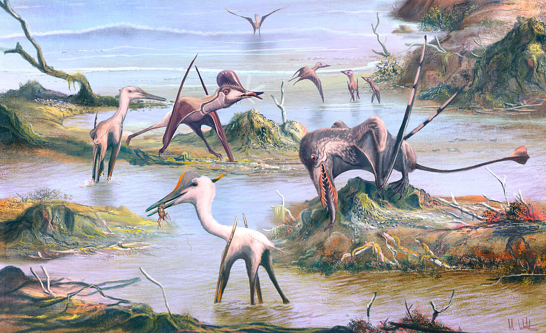 Pterosaurs eating, illustration