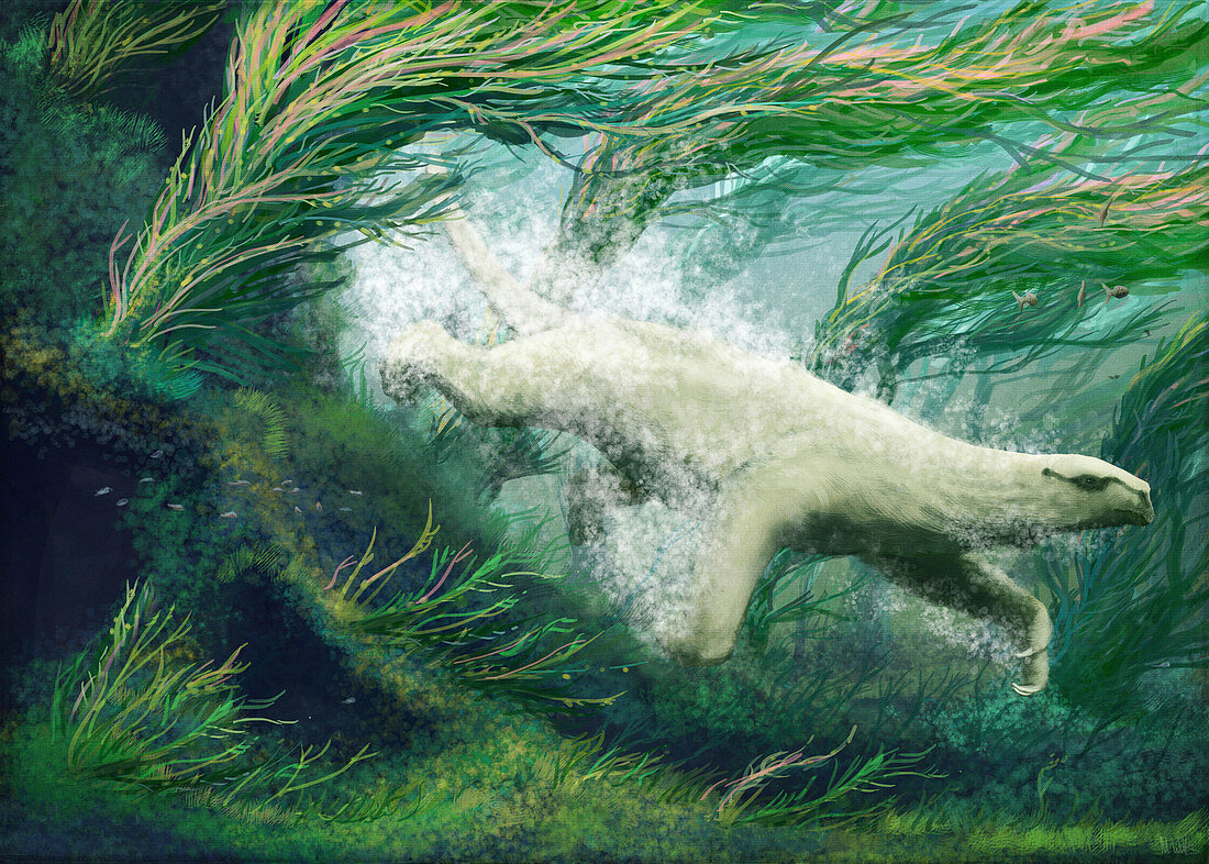 Thalassocnus aquatic sloth, illustration