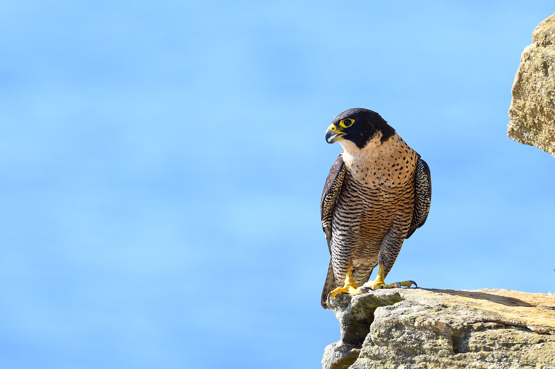 Peregrine falcon