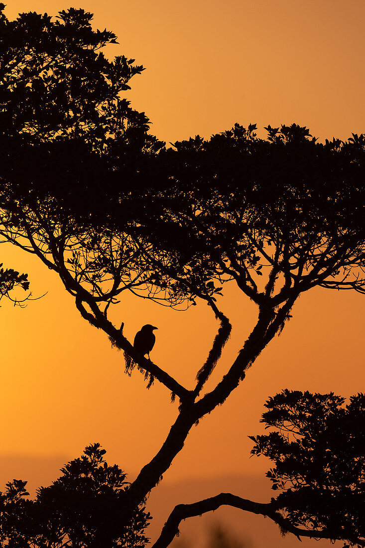 Bird in tree at sunset