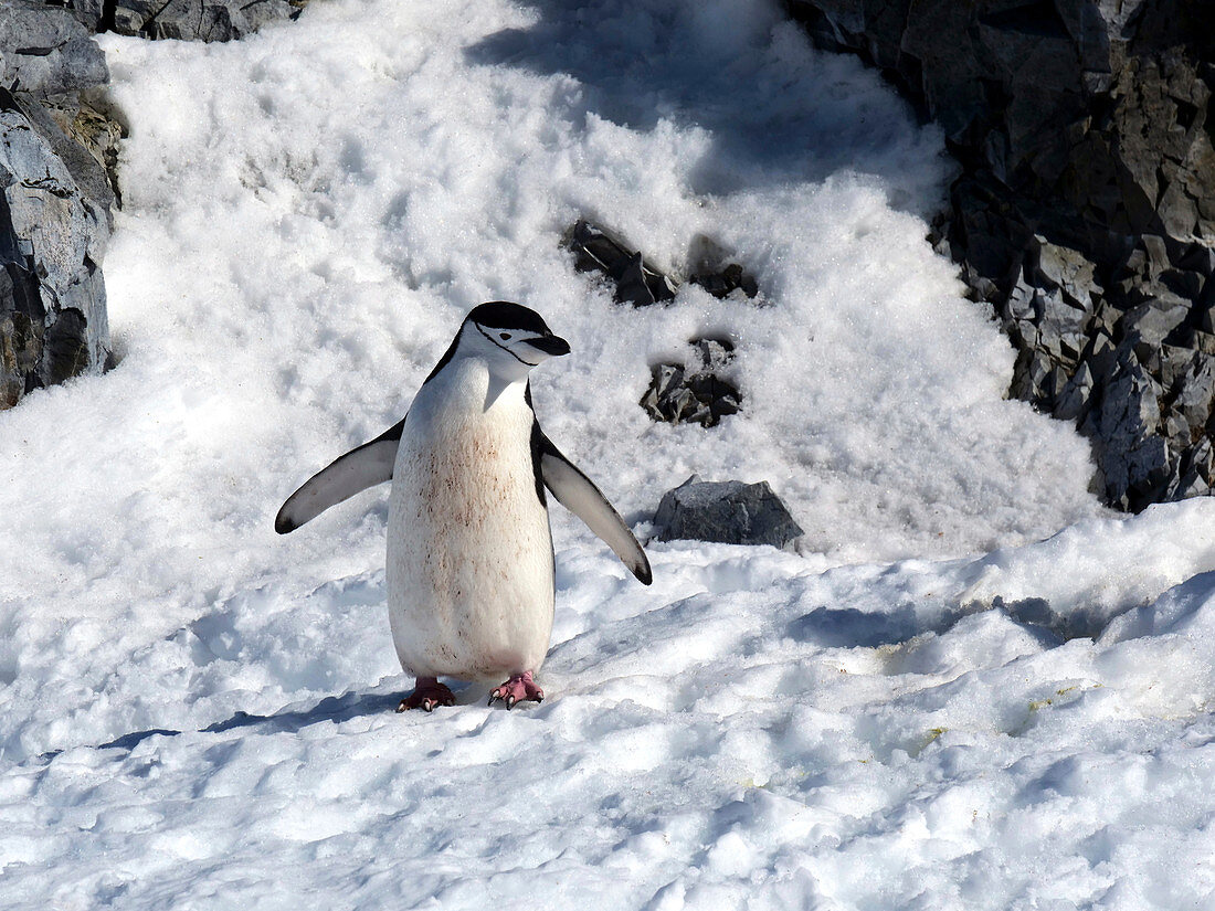 Inquisitive Chinstrap penguin, Antarctica