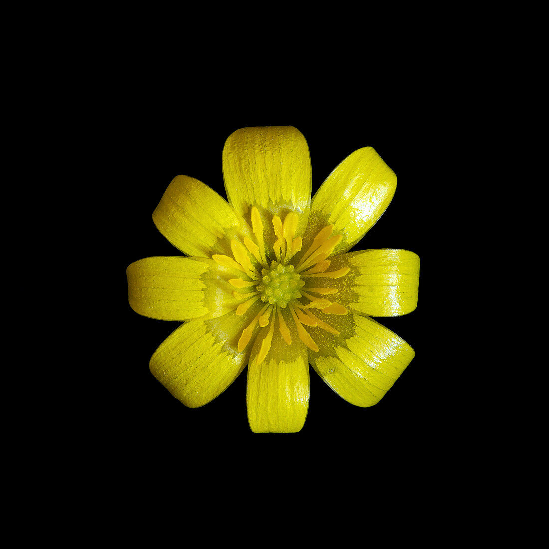 Ranunculus ficaria flower