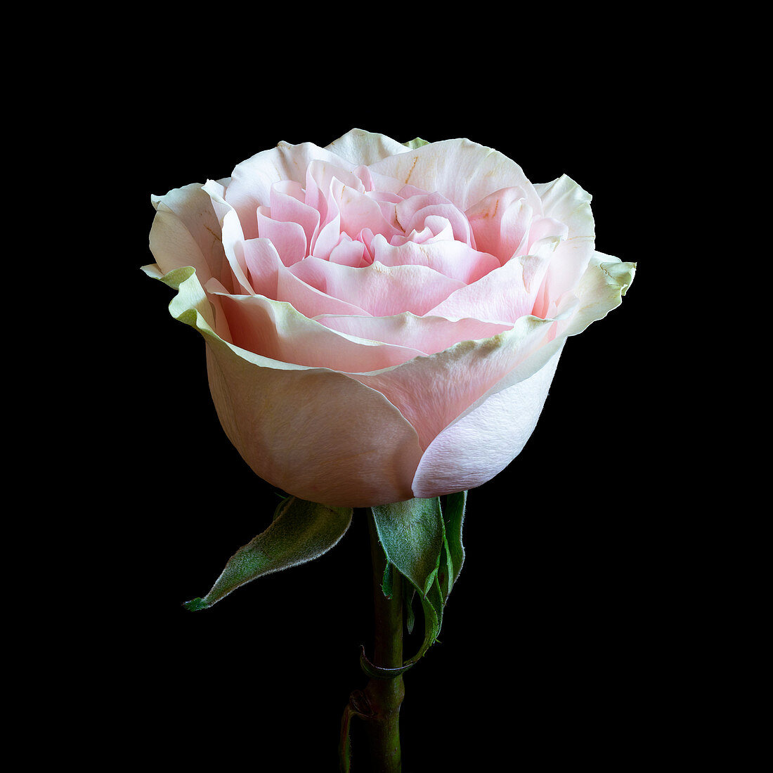 Pale pink rose (Rosa) flower