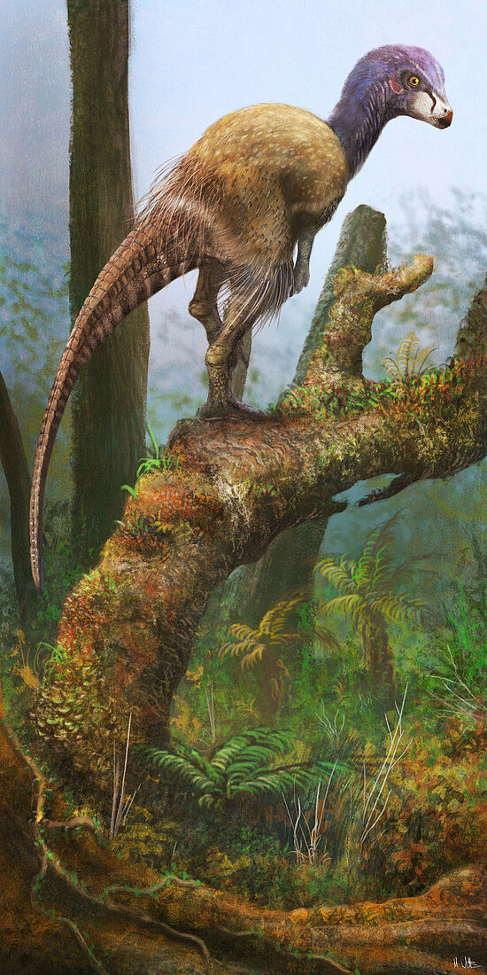 Kulindadromeus dinosaur, illustration