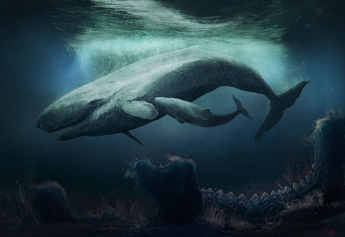 Livyatan extinct sperm whale, illustration