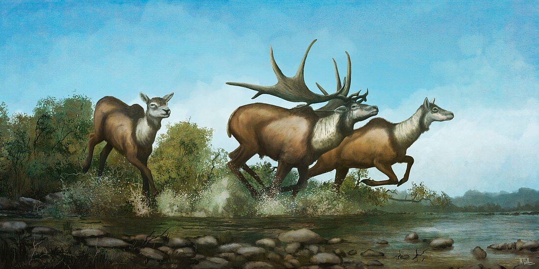Irish elk, illustration