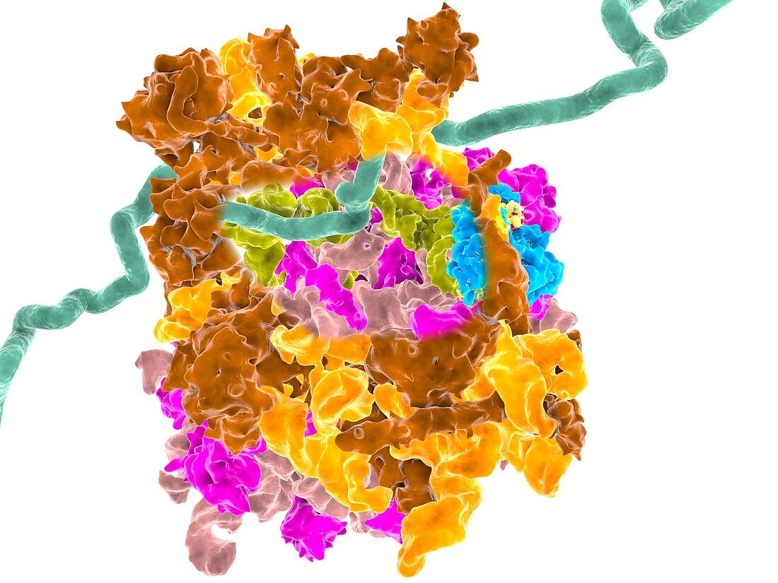 Plitidepsin complexed with ribosome, molecular model
