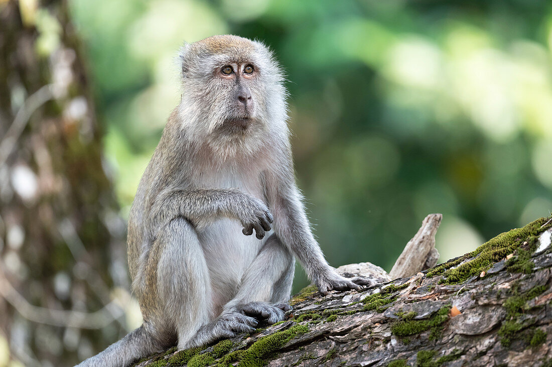 Long-tailed macaque