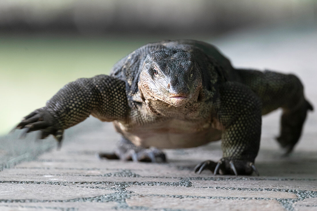 Malayan water monitor