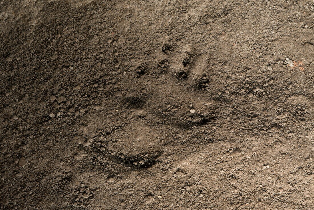 Bear footprint, Chauvet Cave replica