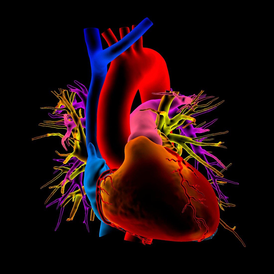 Healthy heart, 3D CT scan