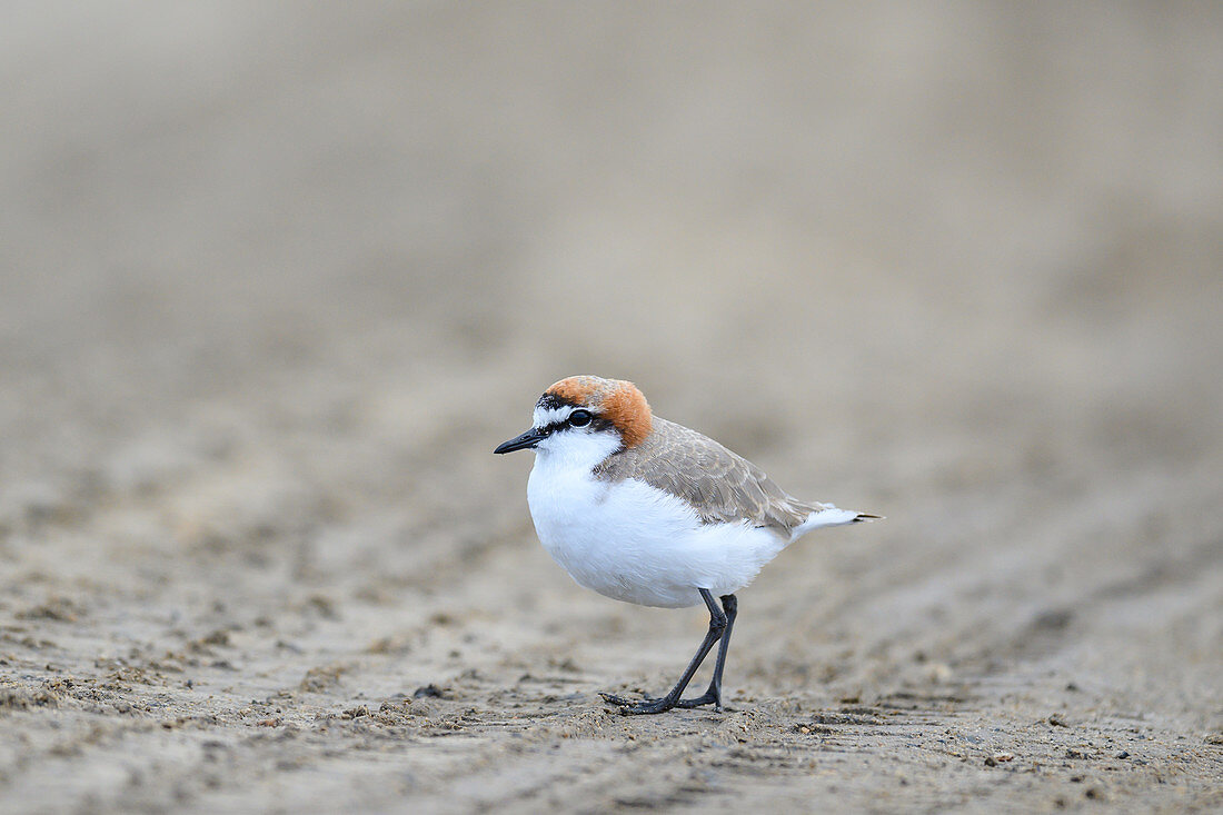 Red-capped plover