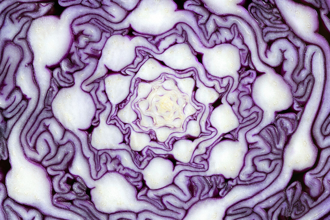 Fractal geometry inside a cabbage