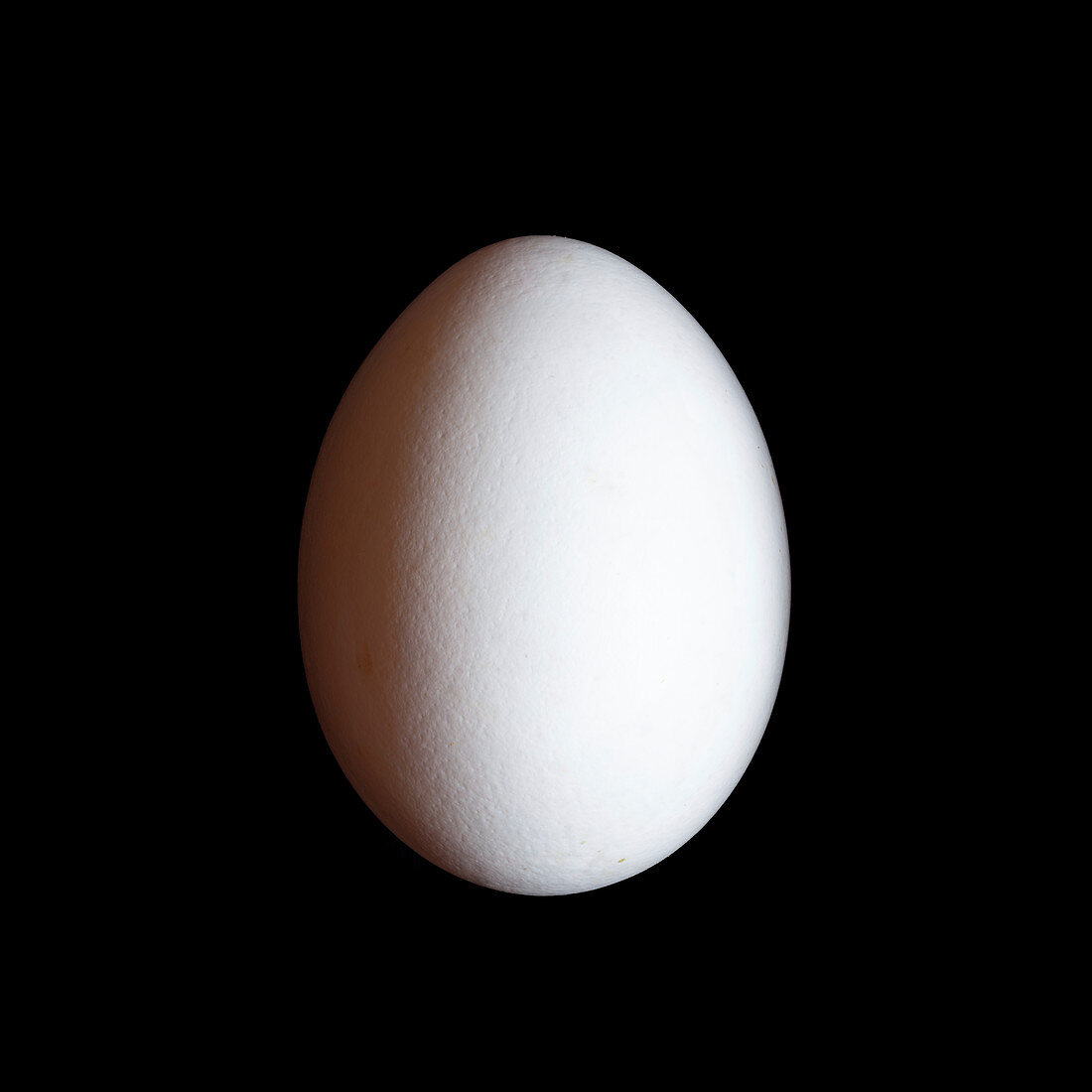 Livornese chicken egg