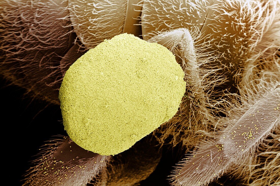 Pollen collection by Apis mellifera