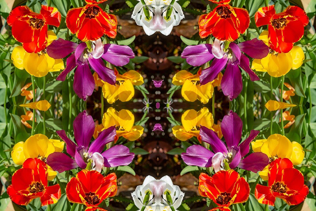 Tulips, abstract image