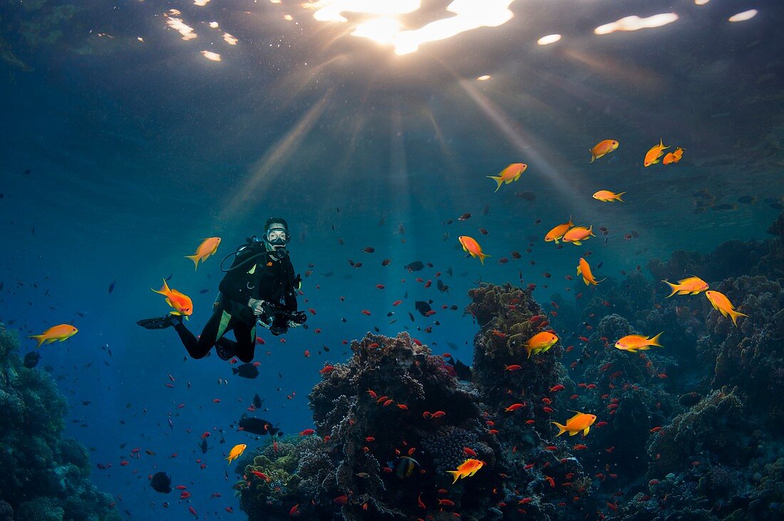 Scuba diver swimming over a coral reef, composite image