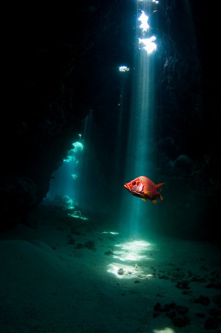 Sabre squirrelfish, composite image