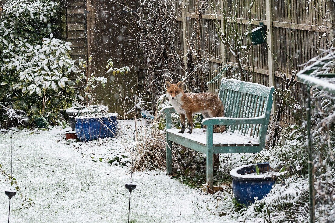 Red fox in a snowy garden