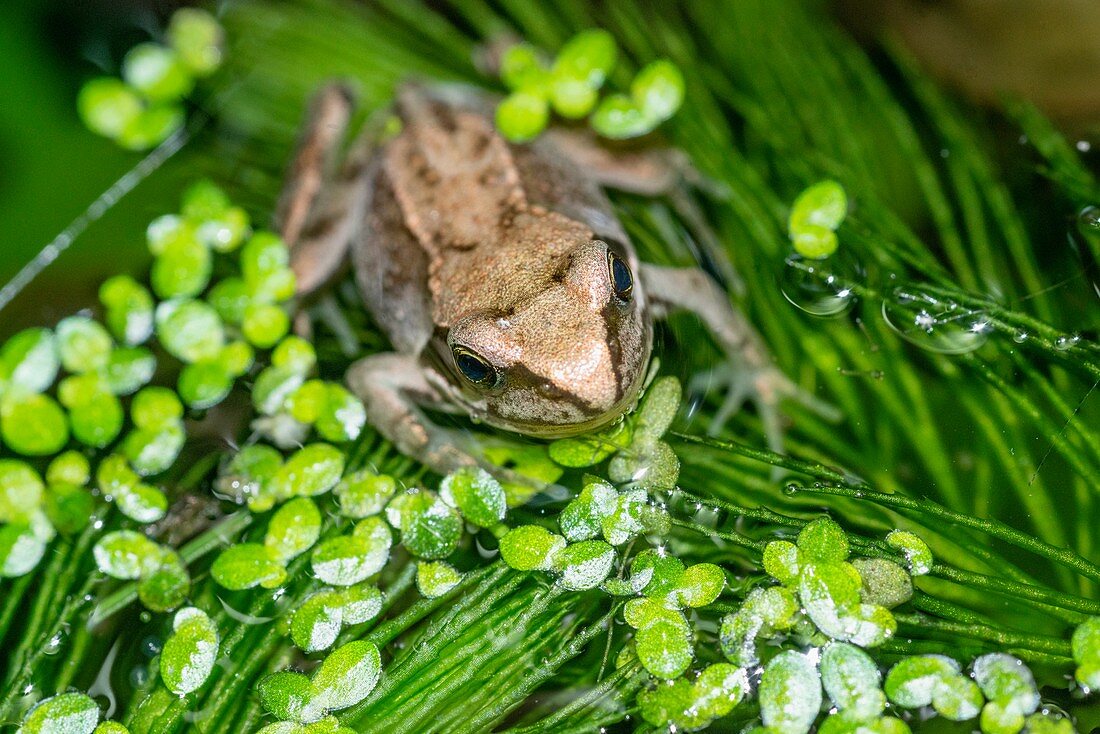 Common froglet