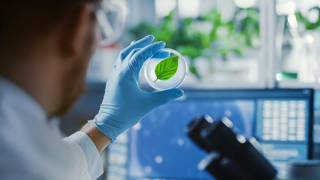 Scientist looking at a healthy green leaf sample