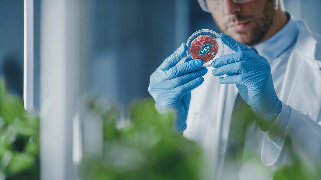 Scientist looking at a lab-grown vegan meat sample