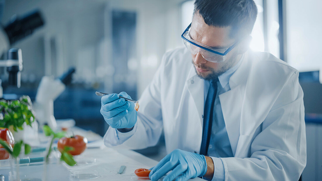 Scientist in safety glasses examining tomato