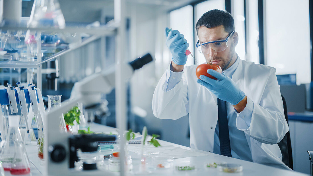 Scientist in safety glasses injecting tomato with syringe