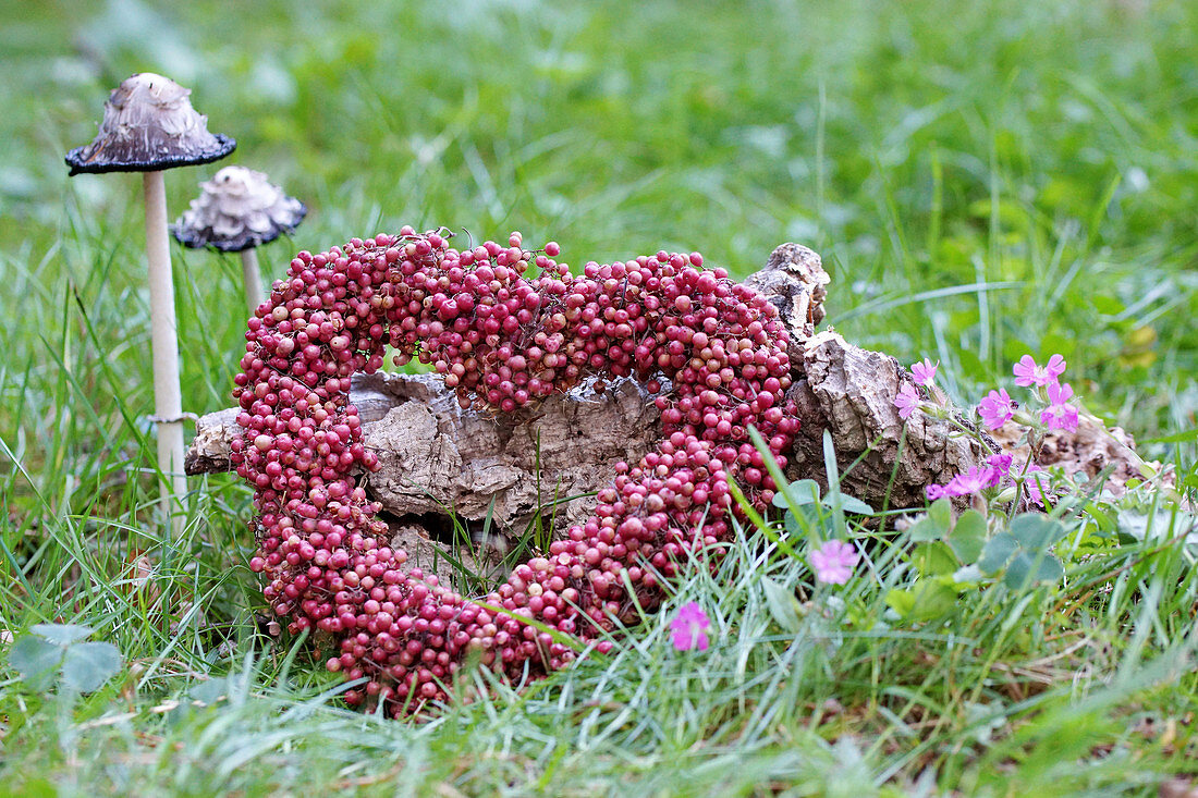 Herz aus rosa Pfeffer