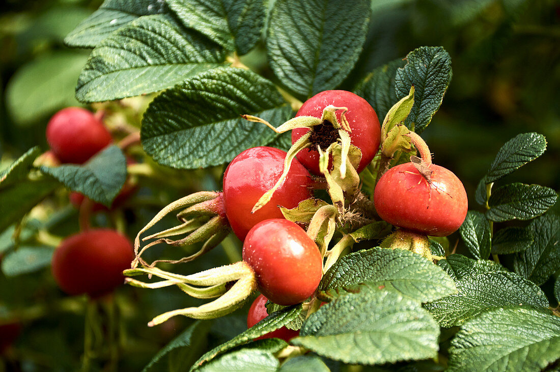 Hagebutten der Kartoffelrose